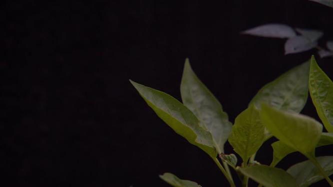 慢镜头特写雨后落在绿叶上的水滴空镜