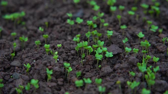 慢镜头特写雨中的豌豆秧苗茁壮生长