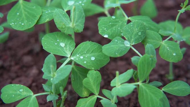 慢镜头特写雨后落在豌豆叶片上的水滴空镜