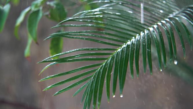 慢镜头大自然雨滴空镜=绿色植物-意境禅意