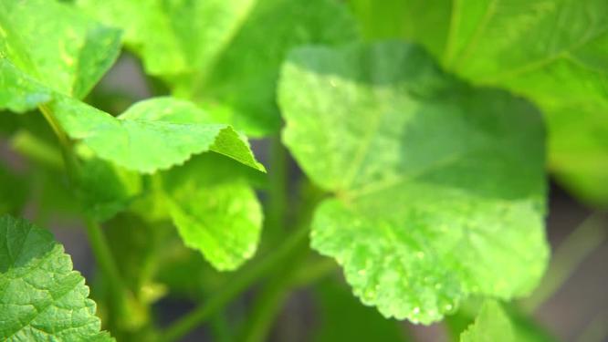 慢镜头雨滴落在茁壮生长的蔬菜叶片上