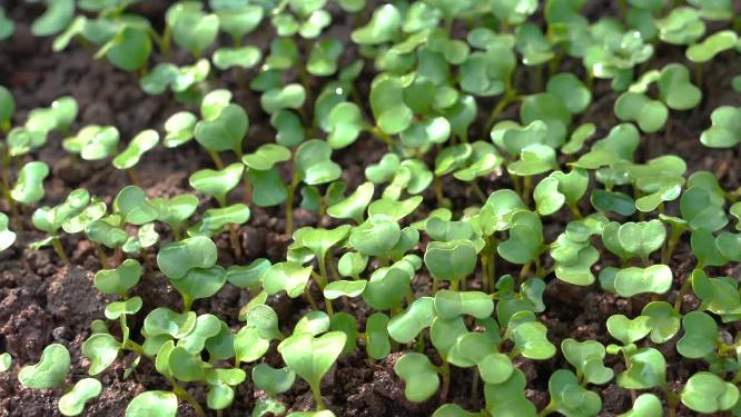 4K雨滴落在茁壮生长的豌豆尖叶片上