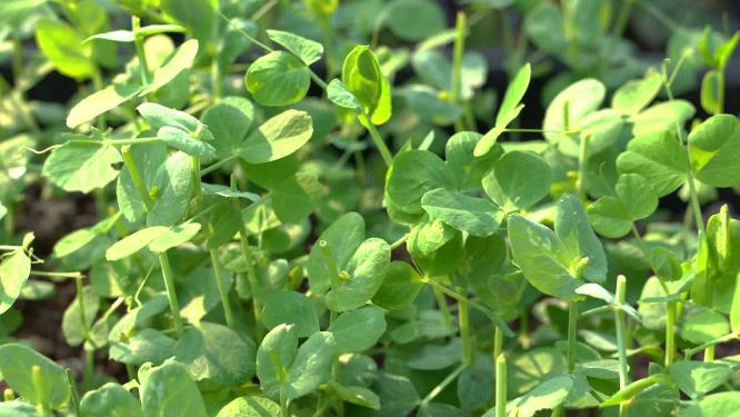 4K阳光下微风吹拂豌豆苗豌豆尖