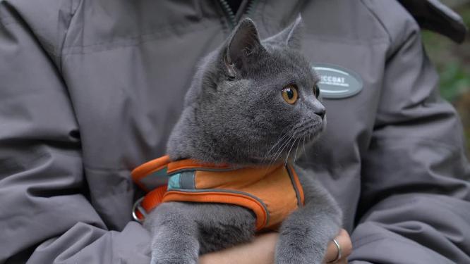 【合集】4K铲屎官怀抱中的可爱英短蓝猫