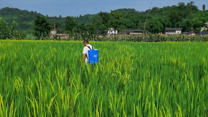 三农素材：夏天农民田间撒施农药实拍
