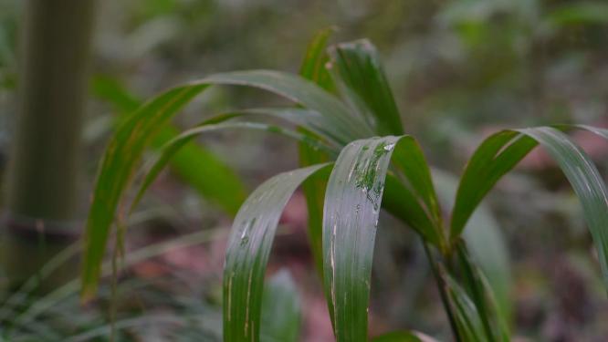 【合集】4K意境唯美雨滴落在雨林绿色植物叶片上