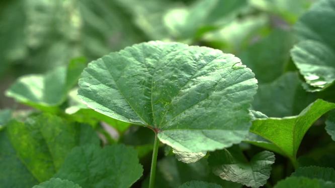 【合集】4K唯美雨滴落在绿色植物叶片上