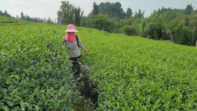 三农素材：阳光下农民茶园茶树打药喷药实拍