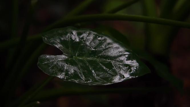 慢镜头-秋天雨点滴落在植物上空镜特写