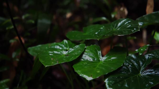 慢镜头-秋天雨点滴落在植物上空镜特写