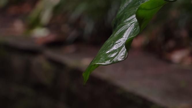 4K唯美雨景-森林景观雨滴落在植物叶片空镜