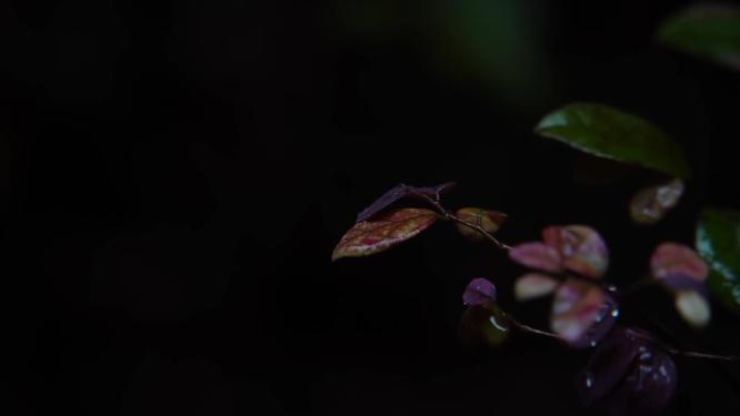 慢镜头-秋天雨点滴落在植物上空镜特写
