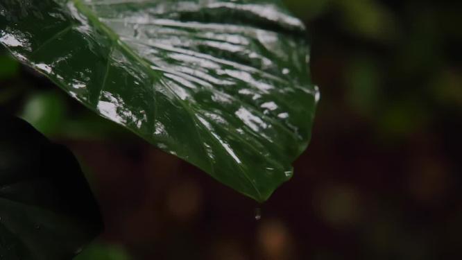 慢镜头雨水滴落在森林植物上-意境禅意空镜