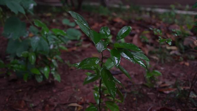 4K唯美雨景-森林景观雨滴落在植物叶片空镜