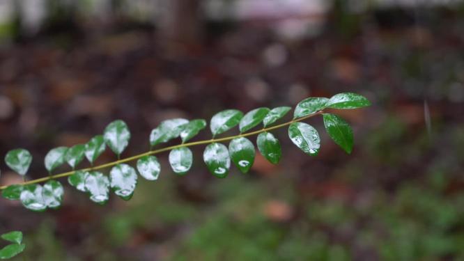 4K唯美雨景-森林景观雨滴落在植物叶片空镜