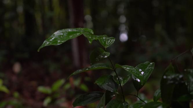 4K唯美雨景-森林景观雨滴落在植物叶片空镜