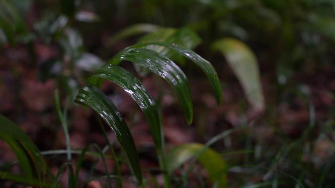 4K唯美雨景-森林景观雨滴落在植物叶片空镜