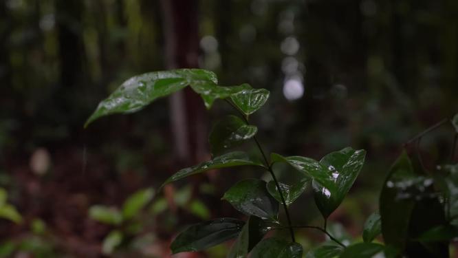 4K唯美雨景-森林景观雨滴落在植物叶片空镜