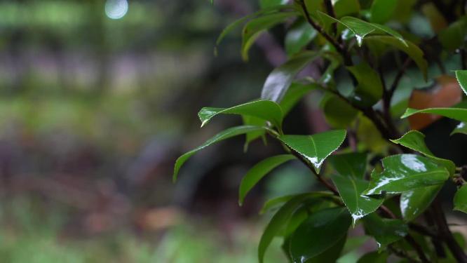 4K唯美雨景-森林景观雨滴落在植物叶片空镜