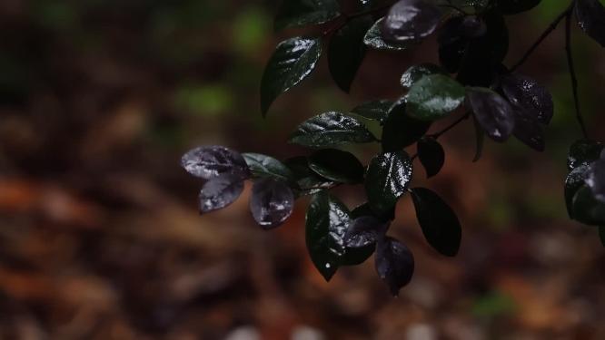 4K唯美雨景-森林景观雨滴落在植物叶片空镜
