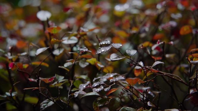 慢镜头-秋天雨点滴落在植物上空镜特写
