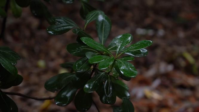 4K唯美雨景-森林景观雨滴落在植物叶片空镜
