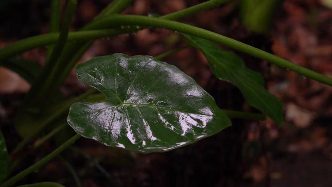 4K唯美雨景-森林景观雨滴落在植物叶片空镜