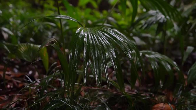  雨林植物-唯美意境禅意空镜