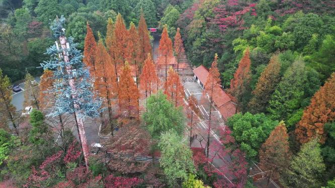 4K秋天秋叶秋景山林枫叶唯美红叶高角度航拍
