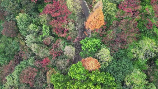 4K秋天的公路航拍-红叶秋景树林秋季