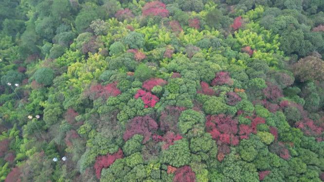 4K秋天秋叶秋景山林枫叶唯美红叶高角度航拍