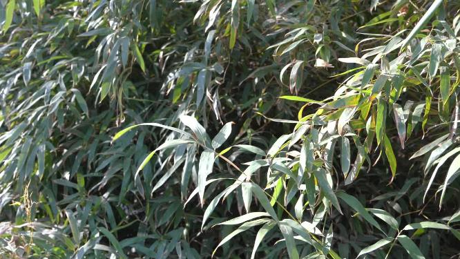 4K风吹沐浴在阳光下的竹林竹叶