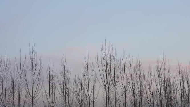 4K北方冬天树林上空飞过的喜鹊鸟群