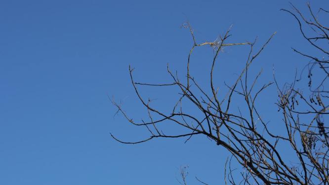 4K北方冬天光秃秃的树枝树干空镜头