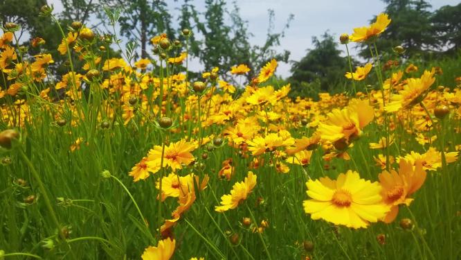 夏日阳光下黄色花丛随风摆动