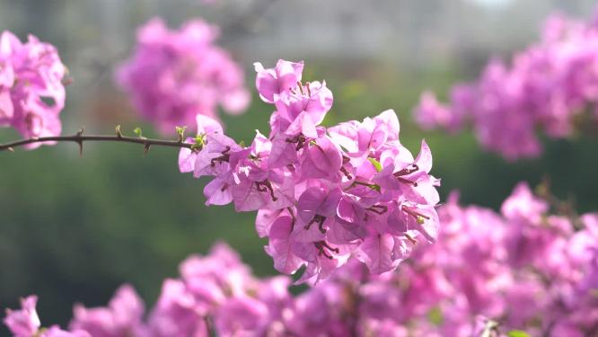 花朵三角梅