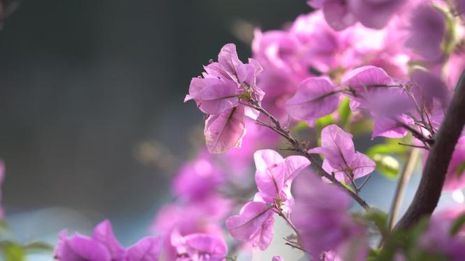 花朵三角梅