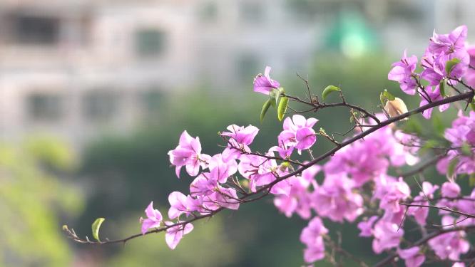 花朵三角梅