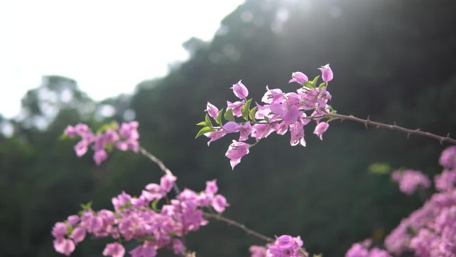 花朵三角梅