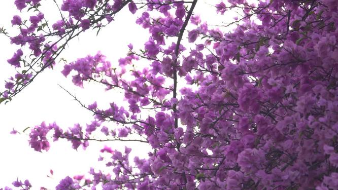 花朵三角梅