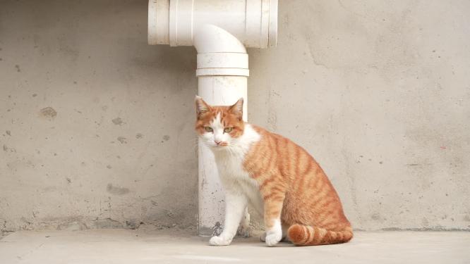 社区里的流浪猫在路边和车轮下休息