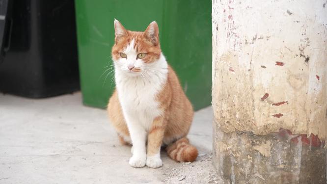  社区里的野生流浪猫躲蹲在马路旁躲在车底下