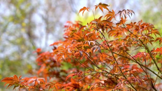 实拍秋天唯美红枫叶随风摇摆自然风景空镜头