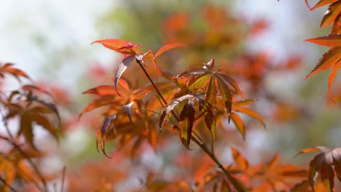实拍秋天唯美红枫叶随风摇摆自然风景空镜头