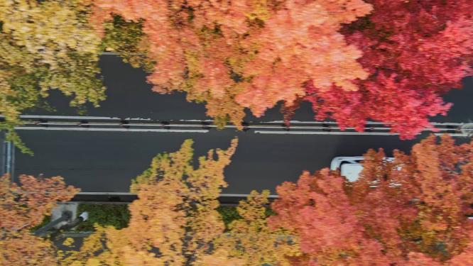 航拍枫叶枫树
