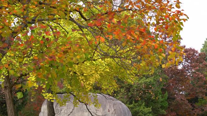 南京明孝陵景区石像路的秋色