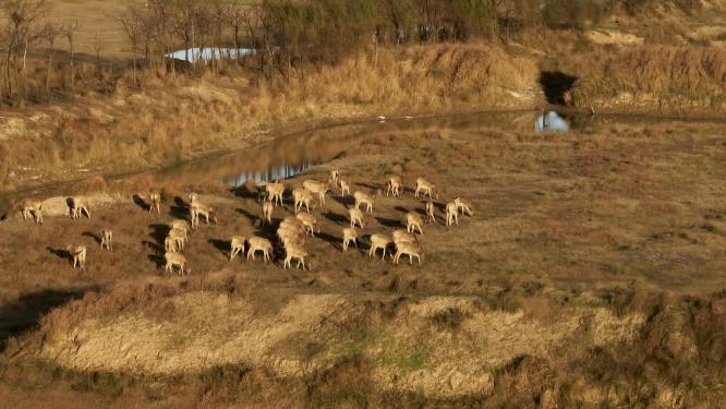 航拍黄昏下的盐城野鹿荡里的鹿群