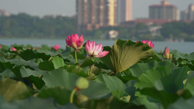 夏日阳光下的南京玄武湖荷花