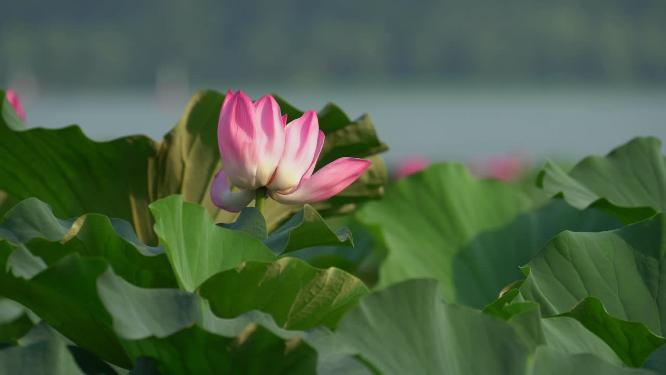 夏日阳光下的南京玄武湖荷花