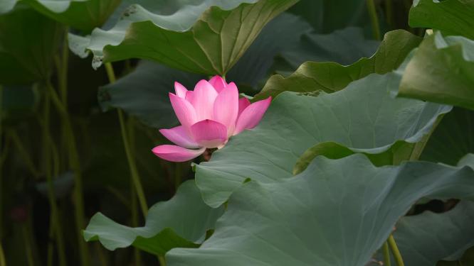 夏日阳光下的南京玄武湖荷花